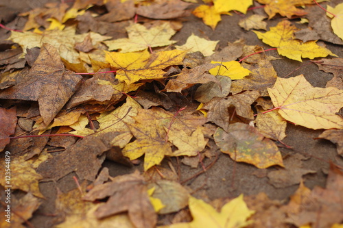 Leaves carpet. Autumn colors