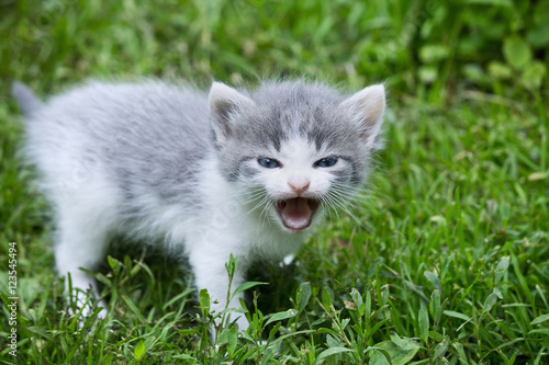 small gray kitten meowing in a meadow closeup