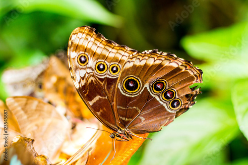 insect butterfly on green background, blurred photo