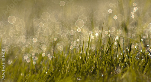 Springtime banner - green grass in morning dew