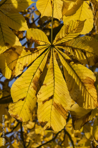 Close-up of golden autumn chestnut leaves