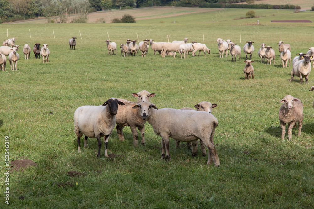 Schafe auf der Weide Schafe auf der Weide