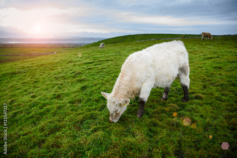 Fototapeta premium Irish cows bulls grazing
