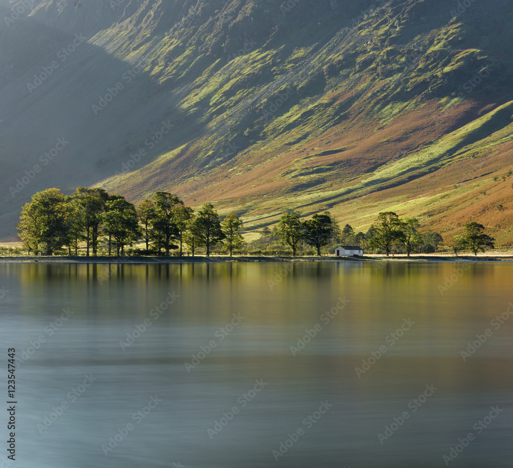 Row of Pine Tree's a long lakeshore at Buttermere in the English Lake District on an Autumn morning.