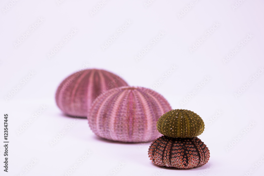 Seeigel Seeigel