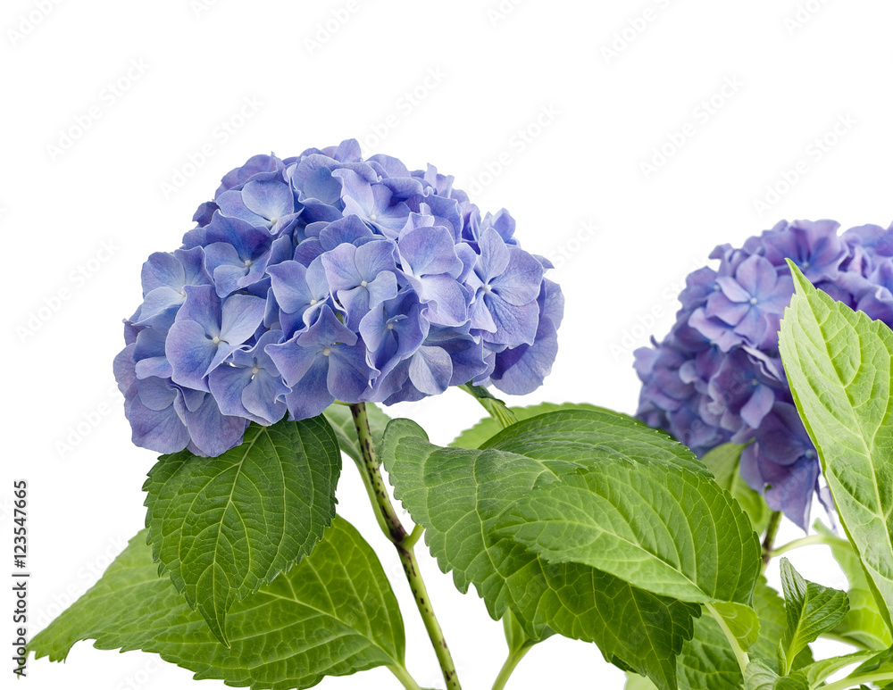 Obraz premium Purple hydrangea isolated