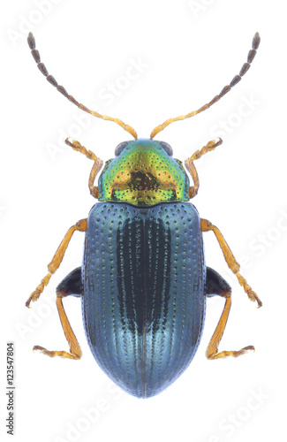 Beetle Crepidodera aurata on a white background © als