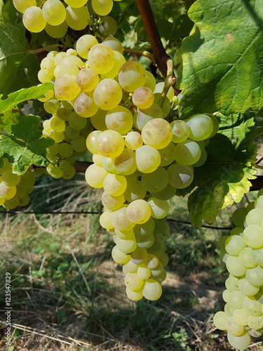 Fendant, Gutedel, Weisswein, Vitis, vinifera photo