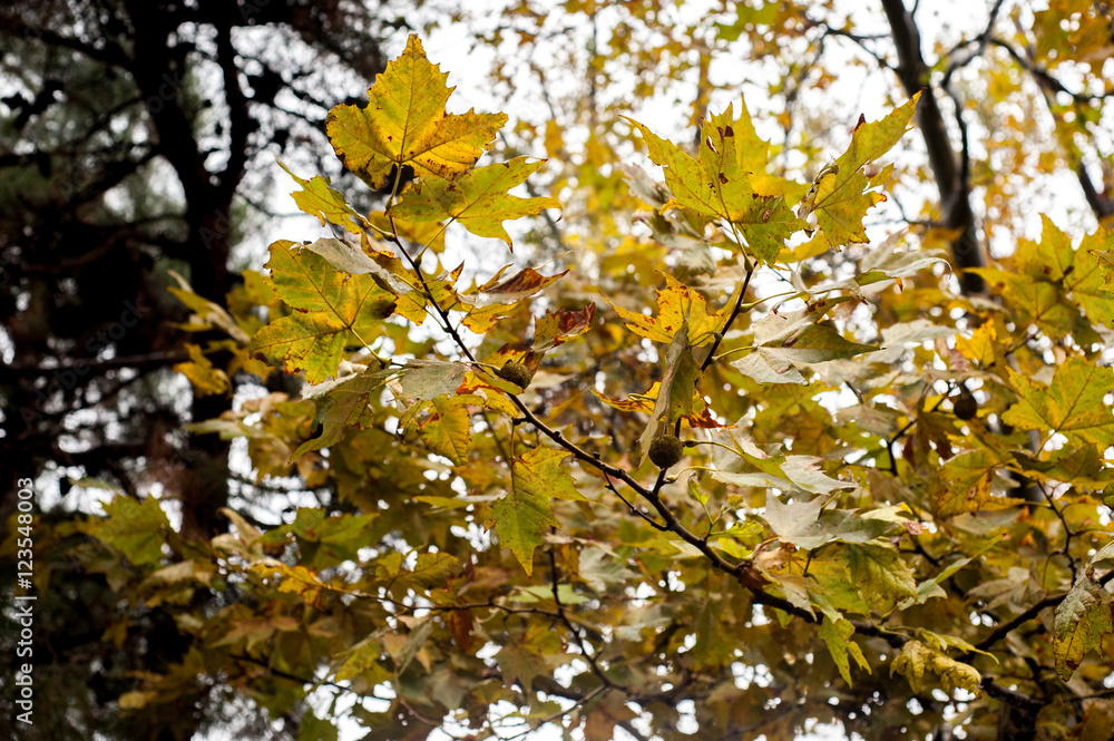 Autumn leaves Autumn leaves