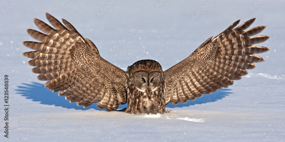 Fototapeta premium Great grey owl (Strix nebulosa) isolated on a white background hunting and catching its prey on a snow covered field in Canada