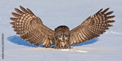 Great grey owl (Strix nebulosa) isolated on a white background hunting and catching its prey on a snow covered field in Canada