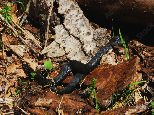 Black Adder snake crawled bask in the sun