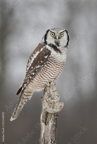 Northern Hawk Owl (Surnia ulula) hunting from a branch in winter in Canada photo