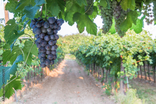 Bunches of ripe grapes before harvest.  