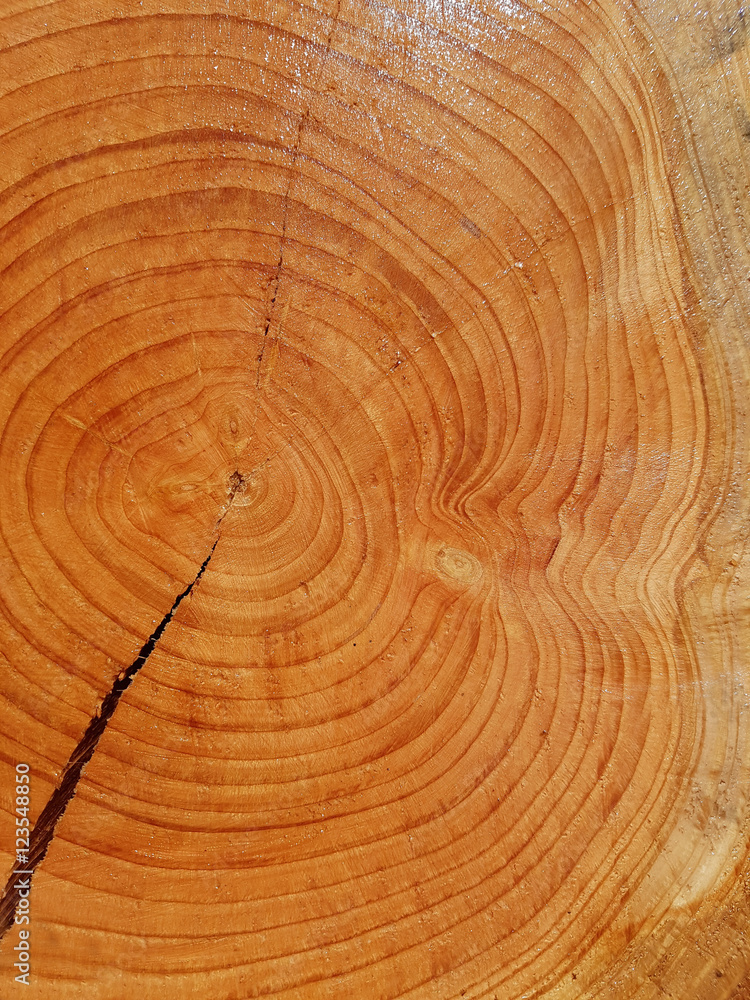Naklejka premium Jahresringe; Baumscheibe; Fichte