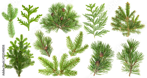 Fotografiet Set of coniferous tree branches. Spruce pine thuja fir cone