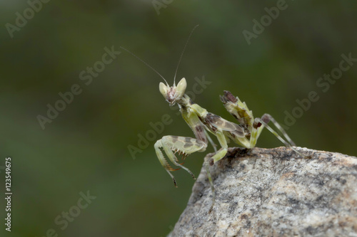 Preying Mantis in Southeast Asia.