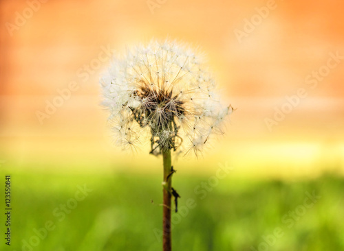 White dandelion on bright background