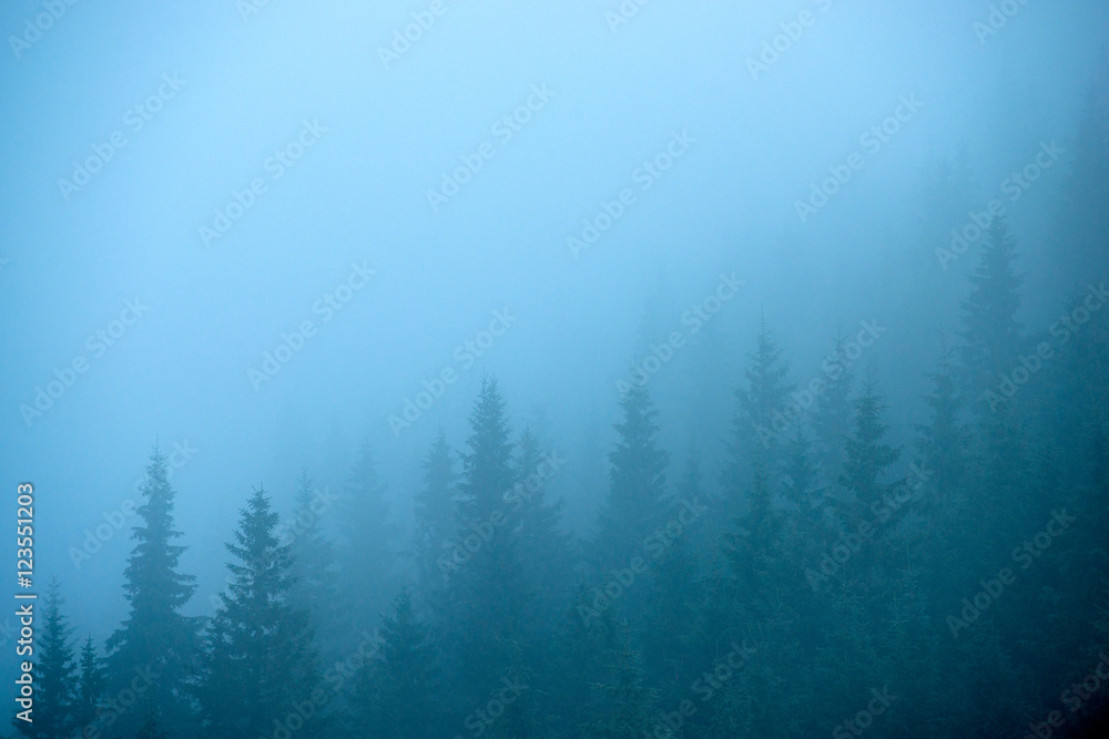 surreal mysterious fir forest in the fog