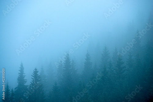 surreal mysterious fir forest in the fog