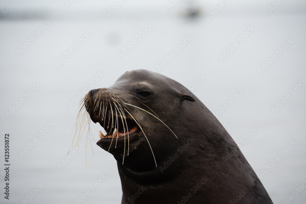Fototapeta premium Jaszczurka z Galapagos