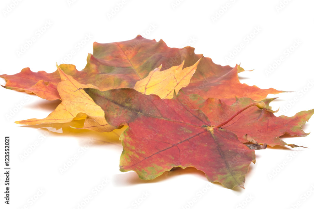 a small bunch of lying autumn red maple leaves