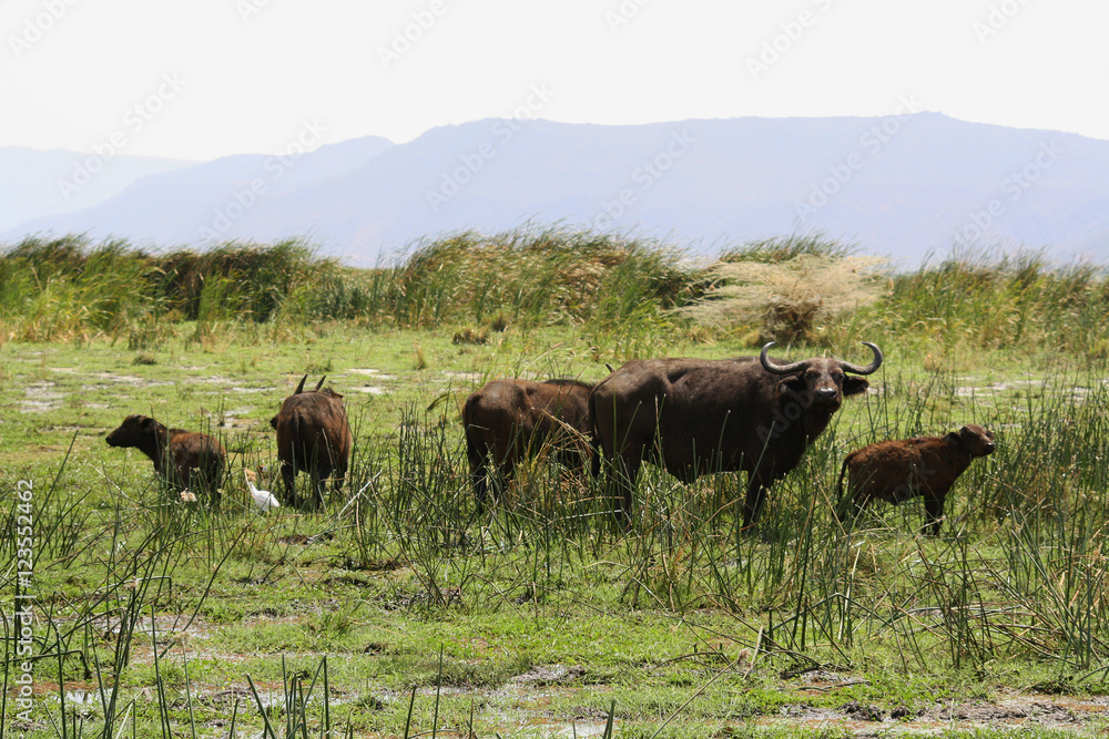 Water buffaloes in the Serengueti National Park, Tanzania