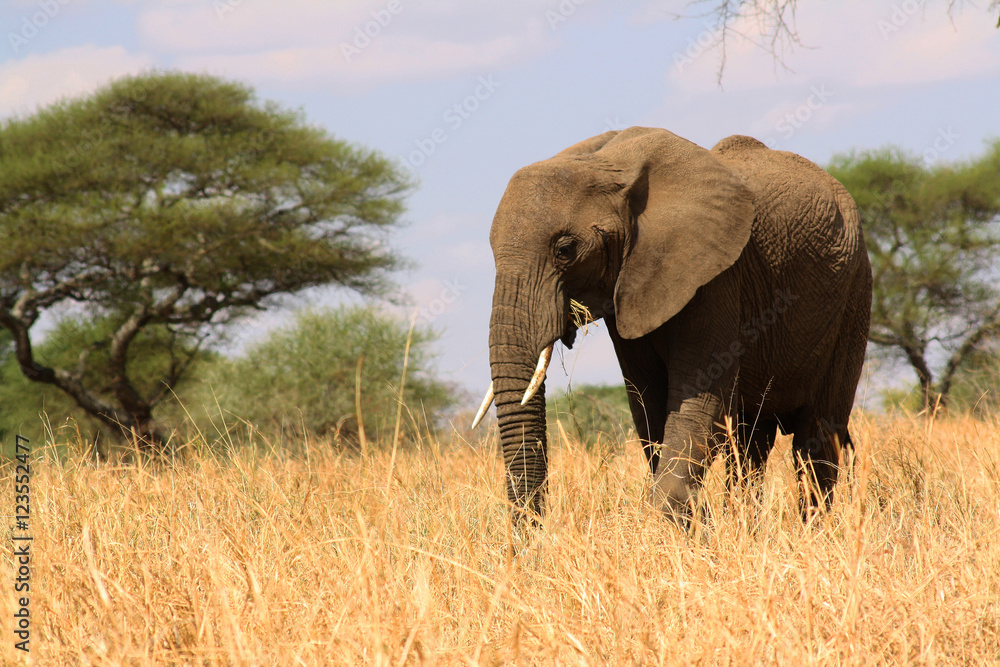 Elephant walking in the Serengueti National Park, Tanzania