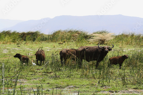 Water buffaloes in the Serengueti National Park, Tanzania