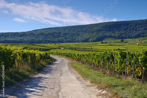 Weinberge im Elsass - Vineyards in Alsace  France