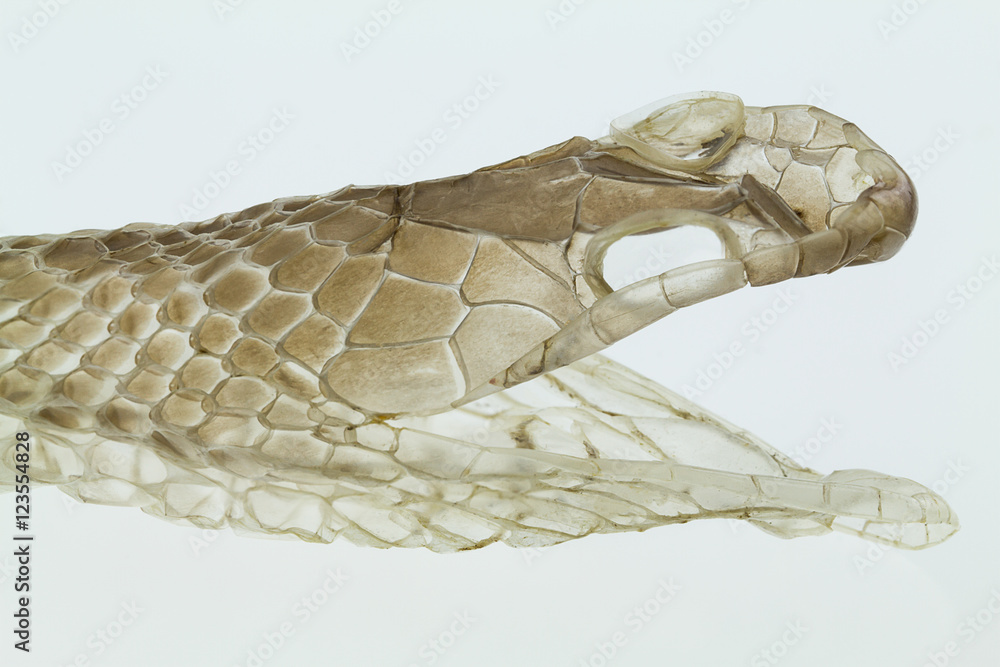 Fototapeta premium Shedding snake skin, head shot, on white background