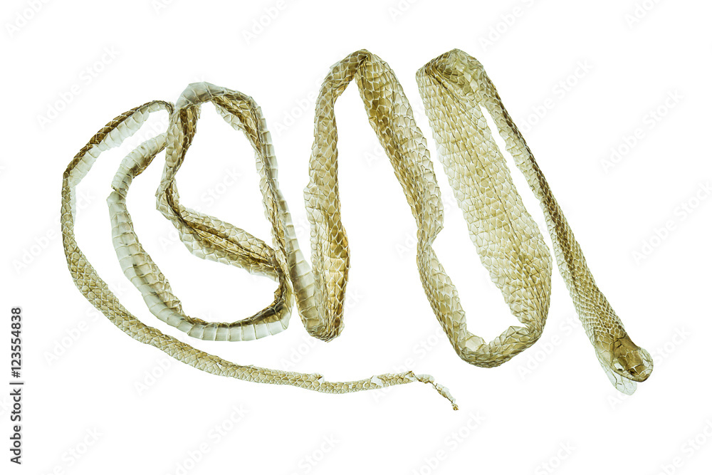 Naklejka premium Shedding snake skin on white background