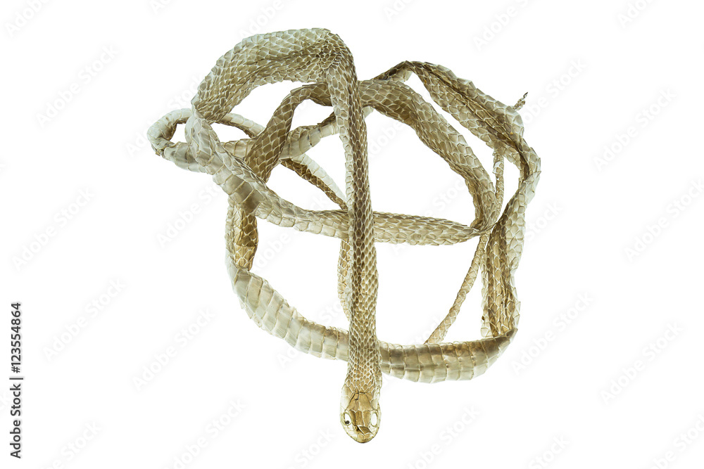 Obraz premium Shedding snake skin on white background