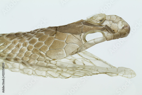 Fotografie Shedding snake skin, head shot, on white background
