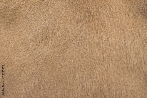 Detailed macro picture of cow skin. texture, background. © yod67