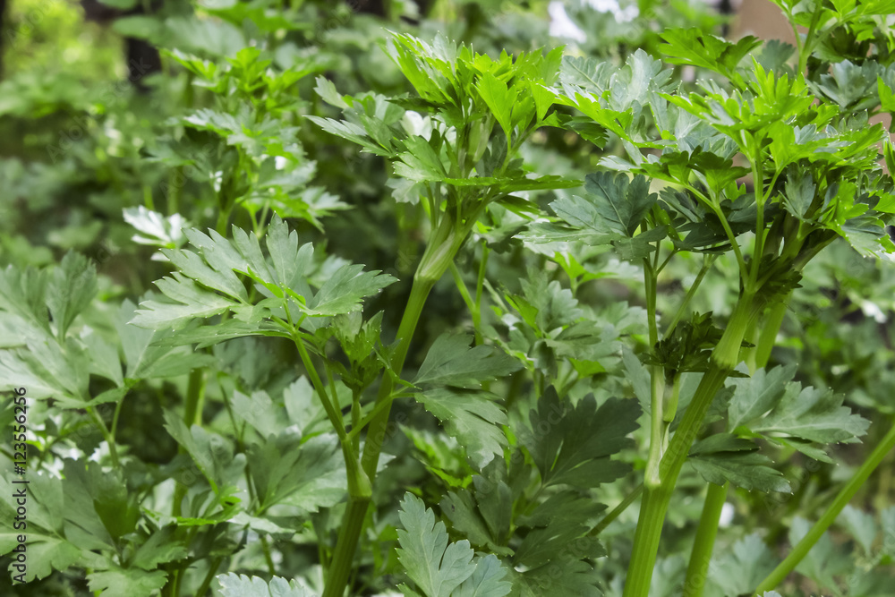 It is growing on a bed big juicy green bush parsley It is growing on a bed big juicy green bush parsley
