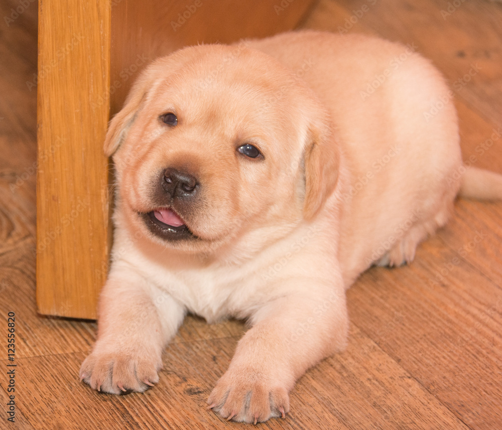 Labrador retriever puppy Labrador retriever puppy