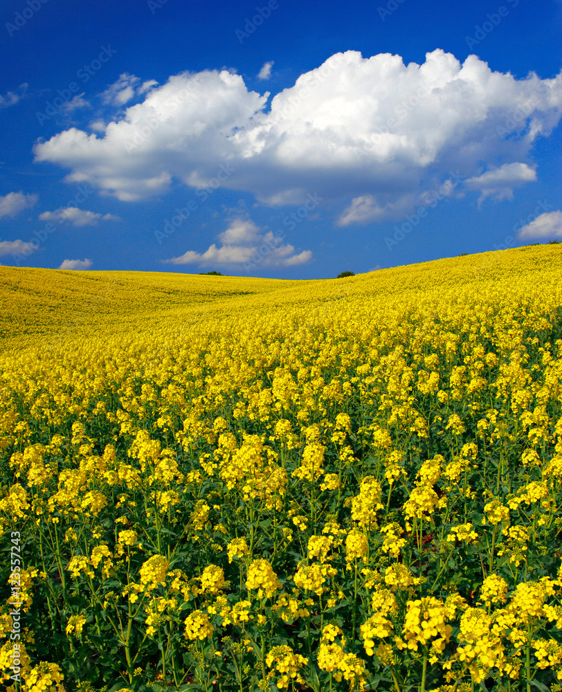 Fields of Oilseed rape blossoming in Rolling Hills under Blue Sky with Clouds Fields of Oilseed rape blossoming in Rolling Hills under Blue Sky with Clouds