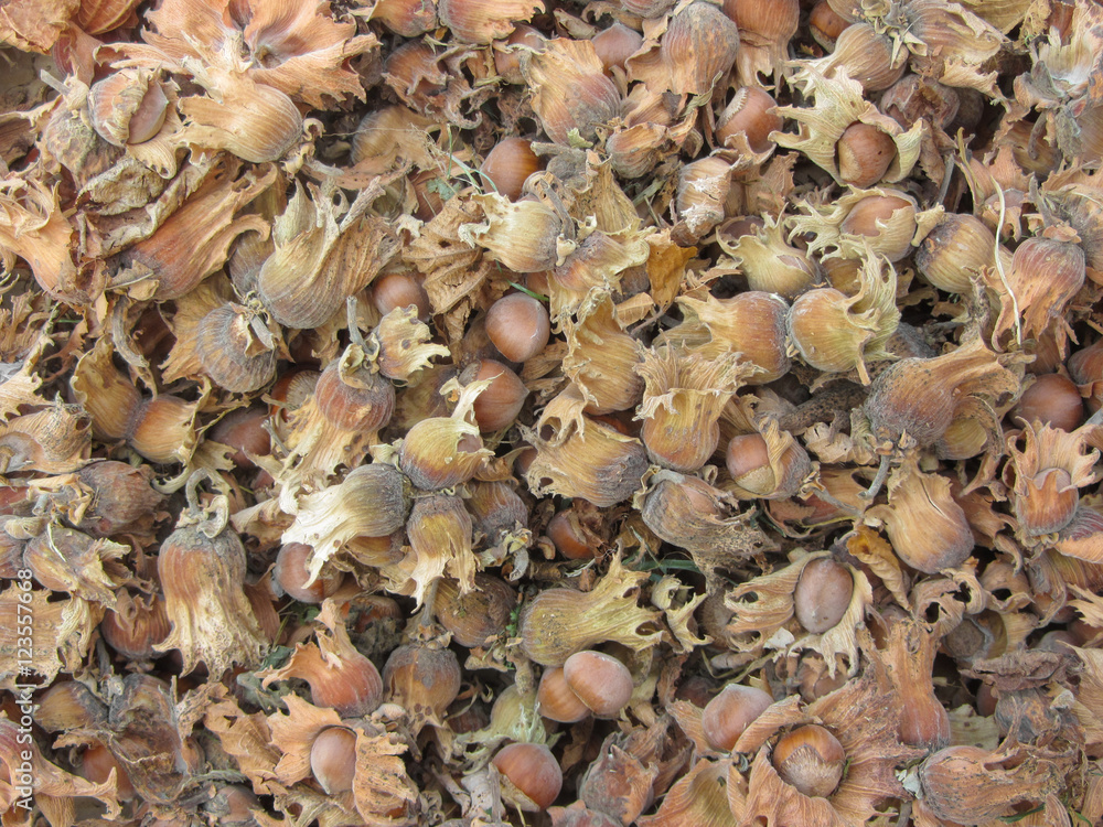 natural ripe nazelnuts as background natural ripe nazelnuts as background