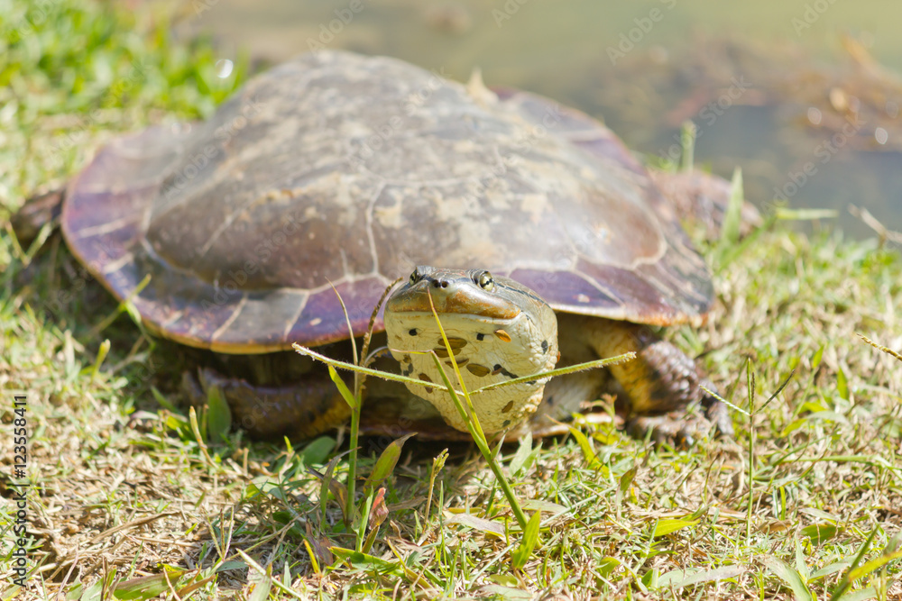 Turtle resting on the green grass and facing the camera Turtle resting on the green grass and facing the camera