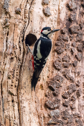 Buntspecht, Great spotted woodpecker, Dendrocopos major