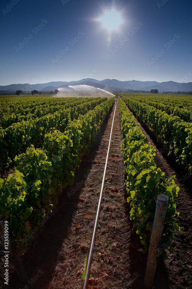 Fototapeta premium Processing and care of the vineyards