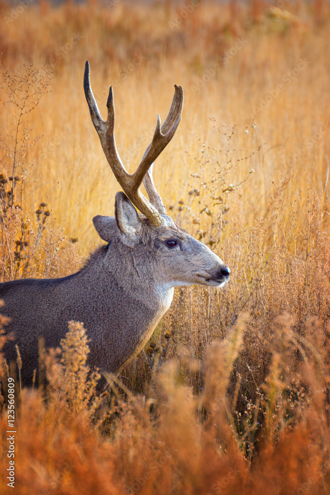 Fototapeta premium Buck In Grass