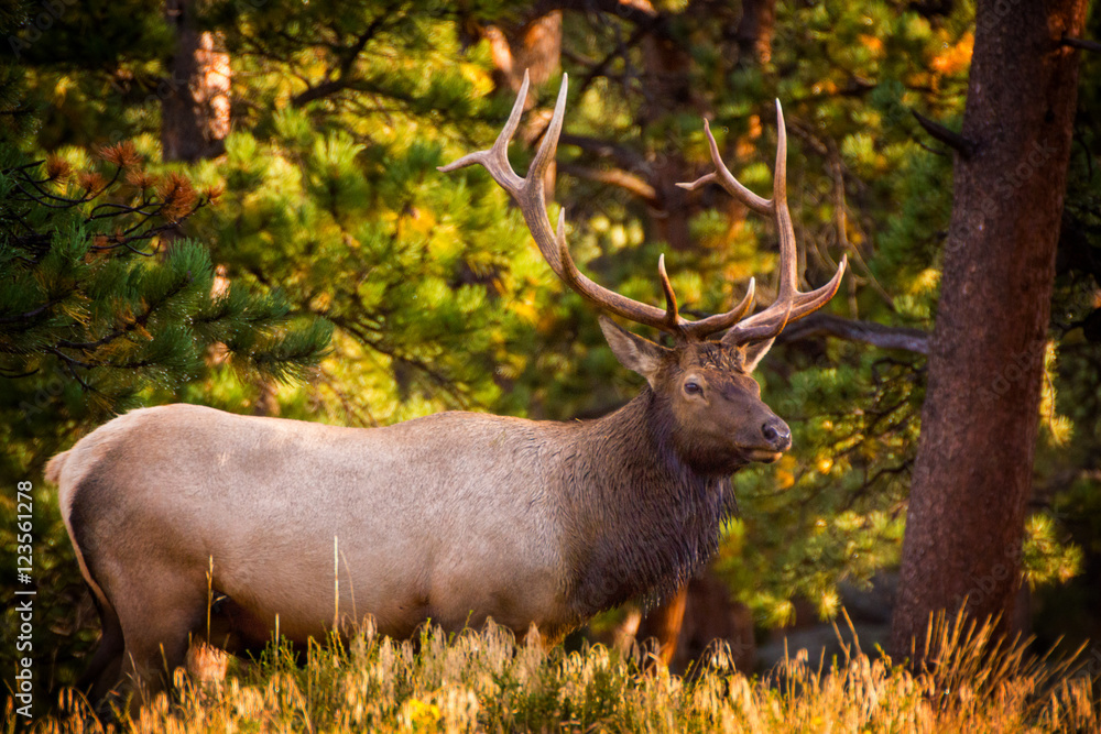 Fototapeta premium Elk In Morning Light