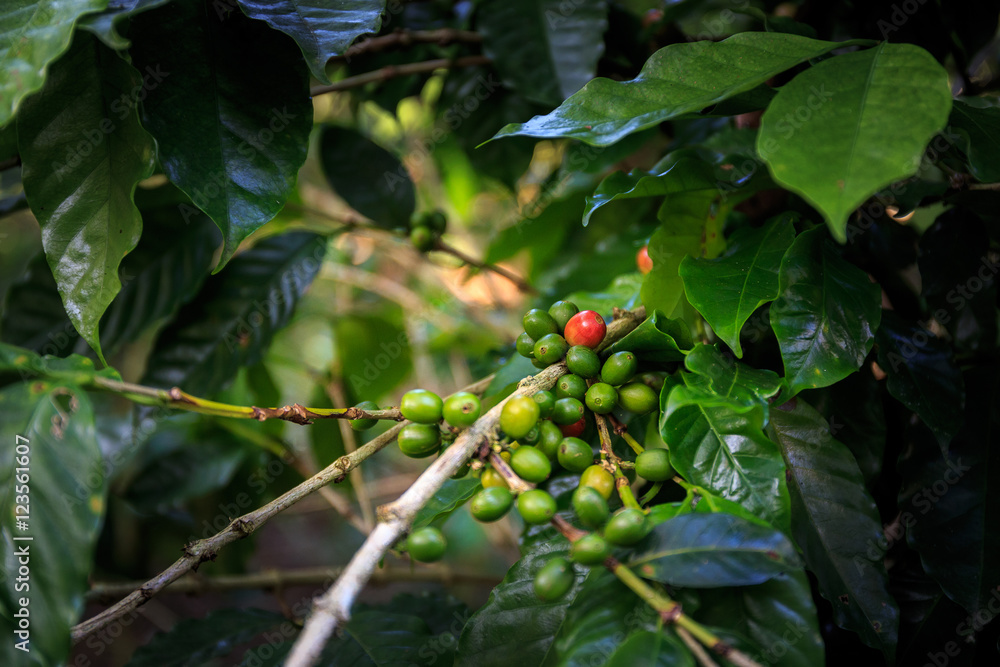 Kaffepflanze bei Las Terrazas