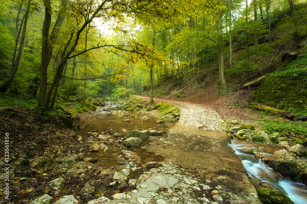 Flowing stream in forest with path Flowing stream in forest with path