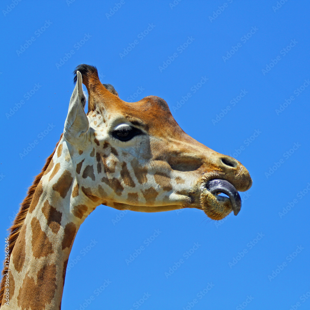 Obraz premium Girafe se lèche