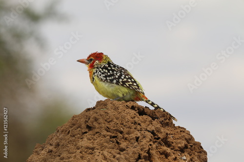 Red and Yellow Barbet on a termite mound