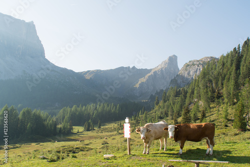 White and brown cow in field © yo_co