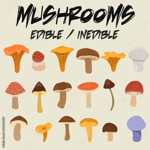 edible and inedible mushrooms
